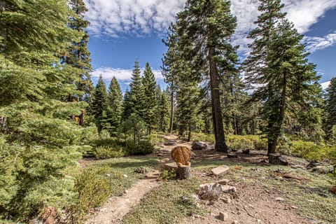 Little Bear Cabin Exterior Land - Little Bear Cabin Exterior Land