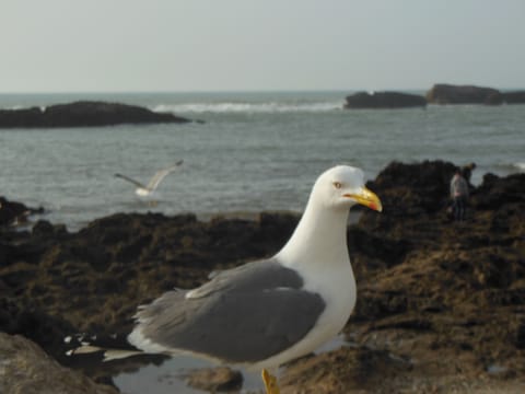 Beach nearby, sun loungers