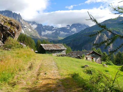 Plant, Sky, Plant Community, Natural Landscape, Branch, Tree, Grass, Shrub, Deciduous, Landscape