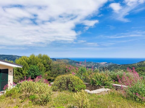 Blue, Sky, Vegetation, Shrub, Landscape, Plant Community, Groundcover, Shrubland, Wildflower, Chaparral