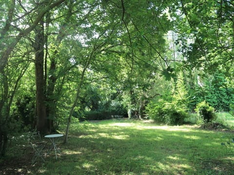 Plant, Plant Community, Natural Landscape, Shade, Tree, Trunk, Terrestrial Plant, Grass, Landscape, Deciduous