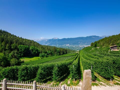 Wood, Lighting, Interior Design, Flooring, Floor, Living Room, Real Estate, Hardwood, Table, Beam