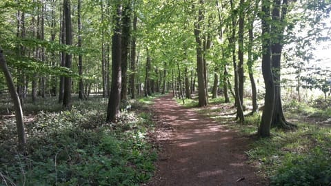 the nice forest...directly behind the resort