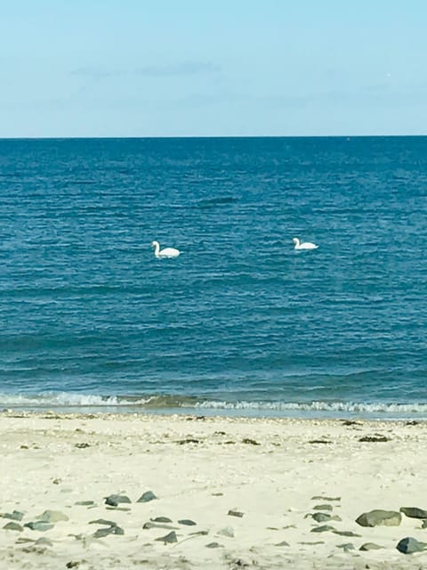 Beach nearby, sun loungers