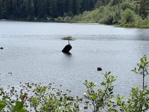 famous bonsai at Fairy Lake