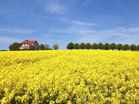 Flower, Sky, Plant, Cloud, Natural Landscape, Tree, Agriculture, Grass, Building