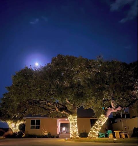 We have our huge oaks wrapped in lights year round !