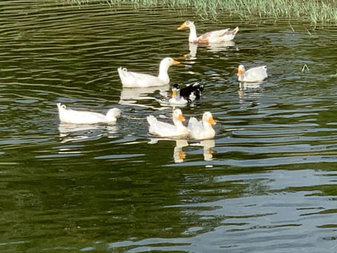 Our friendly ducks are right at home on the lake and love bread!