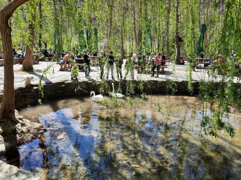 Water, Plant, Water Resources, Botany, Natural Environment, Natural Landscape, Vegetation, Grass, Tree