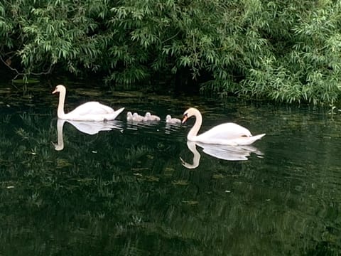 New family on Ulverston canal, a beautiful walk from the property.