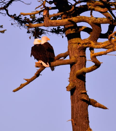 Bald eagles on San Juan Island.
