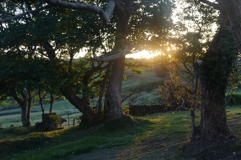 The garden at sunset