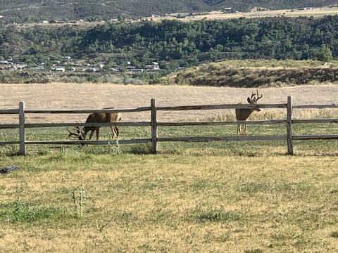 Wildlife seen along Cottonwood Pass
