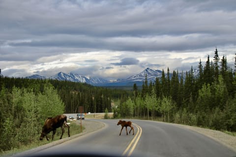 It is an easy 20 minute drive to the entrance of Denali National Park.    