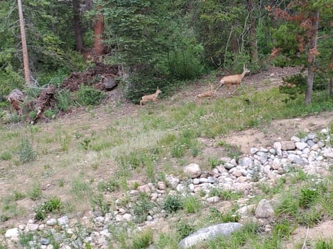 Deer, moose, martens, and fox are seen from the deck!