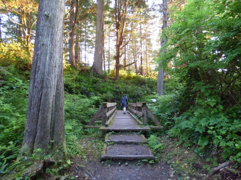Forest trail to Botanical Beach