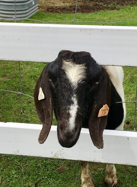 Our neighbor’s “kids!”