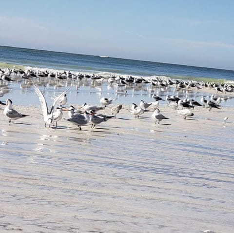 Beach nearby, beach towels