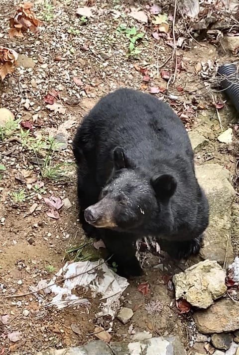 Plenty of bear sightings around our chalet to get you excited! (Bernie the bear)