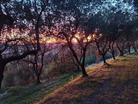 Olive grove at the sunset in front of the apartment