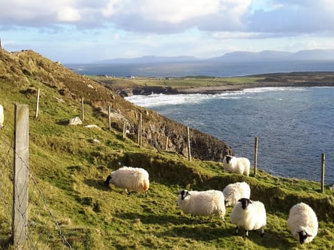 Sheep grazing, County Donegal, Ireland
