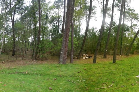Deux maisons qui peuvent en former qu’une à la frontière de Cucq et le Touquet. Ce fut un super séjour à 16! La maison était très propre et l’accès très facile! Quartier calme au milieu de la forêt ! Garden