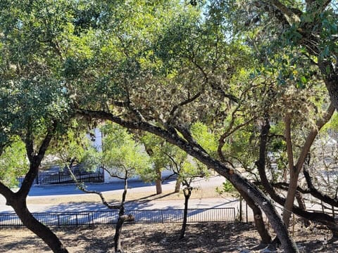 View in front of our lakehouse. Lots of beautiful trees!
