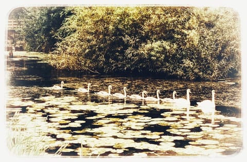 Ulverston canal, a beautiful walk