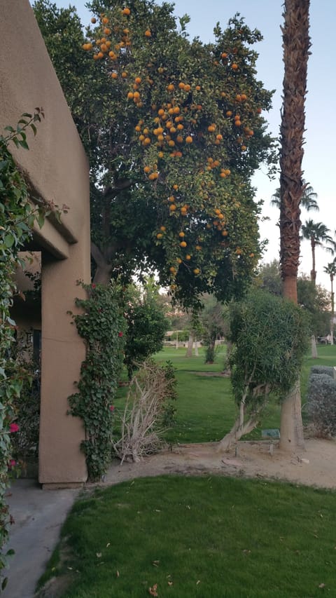 Patio with orange tree