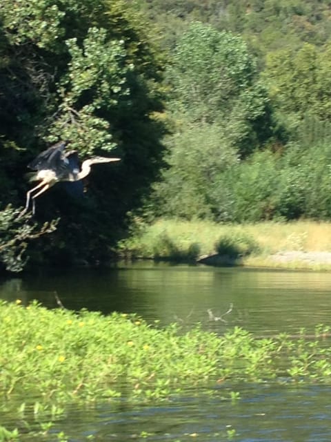 A common sight as there is a great blue heron nest on opposite river bank!