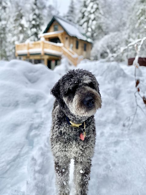 "Very happy we were able to bring our pup with us...so much fun in the snow!" KS