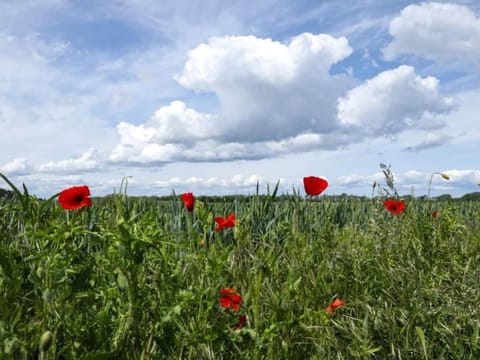 Region [summer] (>5 km)