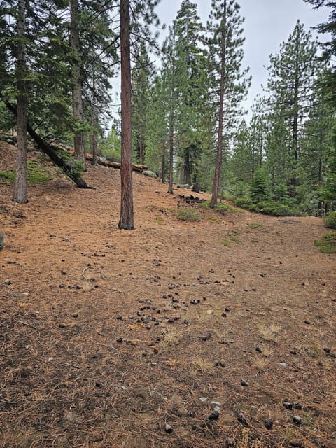 Beautiful, serene back yard becomes a great sledding hill in winter!