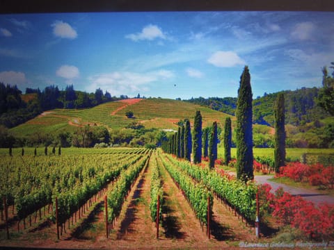 Sonoma Valley vineyards