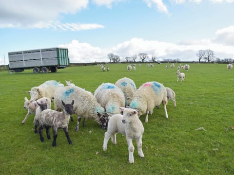 Surrounding area | Pengelli Cottage, Eglwyswrw, near Crymych