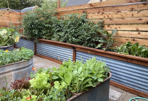 I enjoy homegrown veggies (who doesn't?).  You're welcome to graze or harvest!