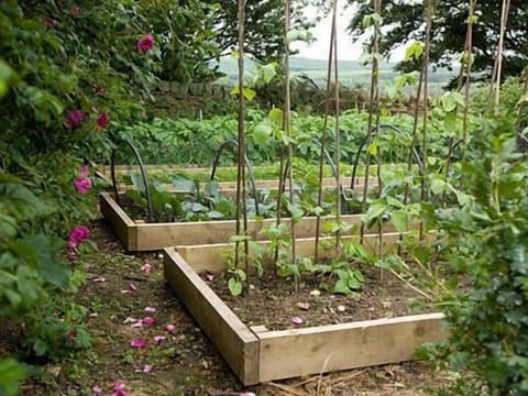 Our very own vegetable garden