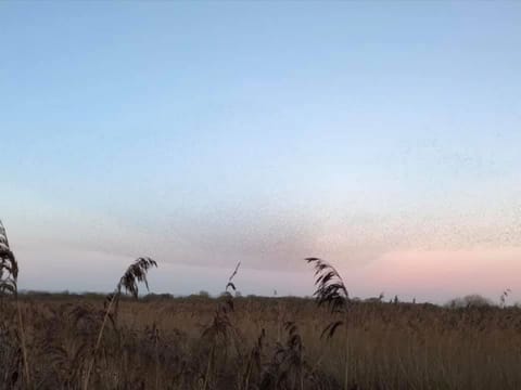 Starling murmurations (Nov-Feb).