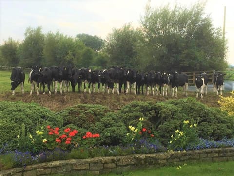 Our nosey neighbours!