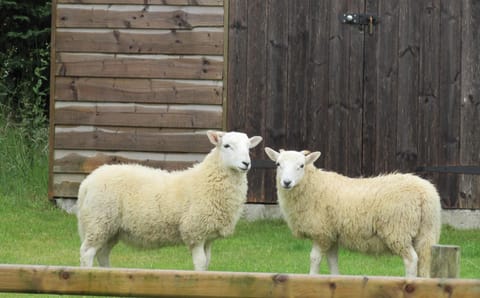 Visitors to the Parlour garden!