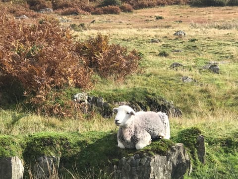 Herdwick sheep on Black Combe