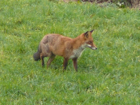 Early morning visitor in the garden