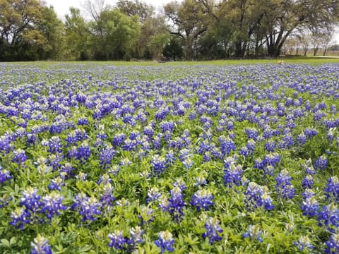 Texas State Flower - Bluebonnets