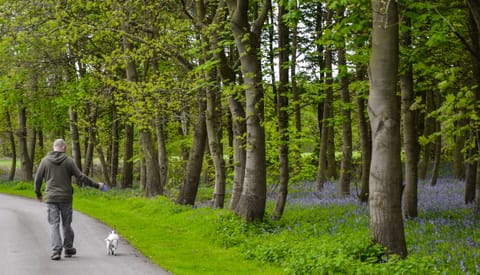 Perfect for dog walking