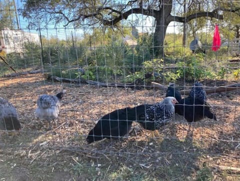 Free range chickens on the property