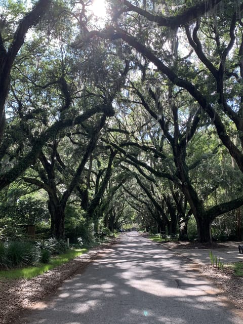 Gorgeous grand oaks in the historic Riverland Terrace neighborhood 