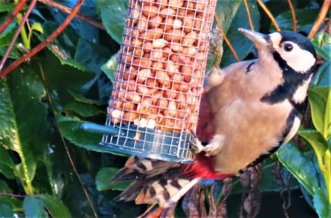 Our woodpecker