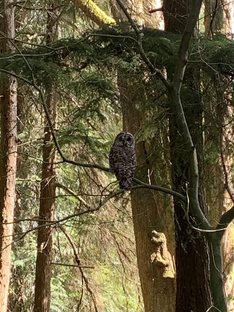 Barred owls are frequent visitors.