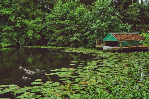 The lake covered in lily pads at Flock Cottage, Welsh Borders