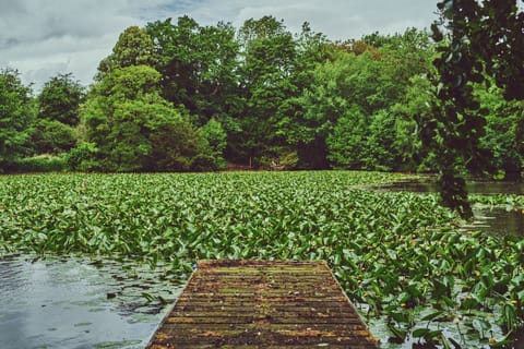 The dock over the lake at Steward's Cottage, Welsh Borders